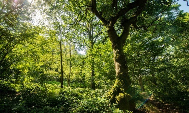The Wildlife Trust said HS2 will damage the ecosystems that could solve the climate emergency.